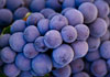 A cluster of purple grapes.